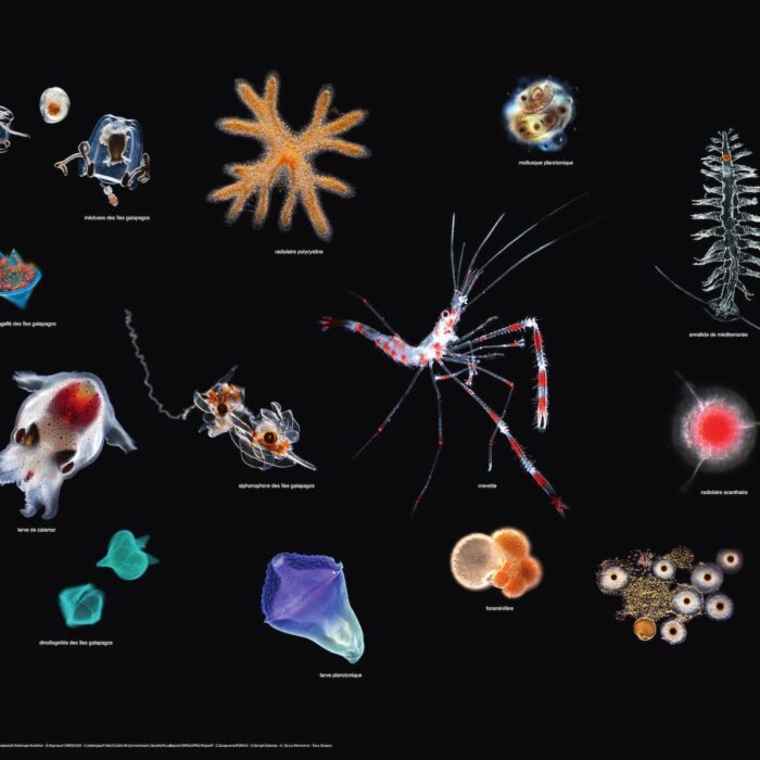 Photographie d’ensemble de l’écosystème planctonique lors de la mission Tara Oceans.