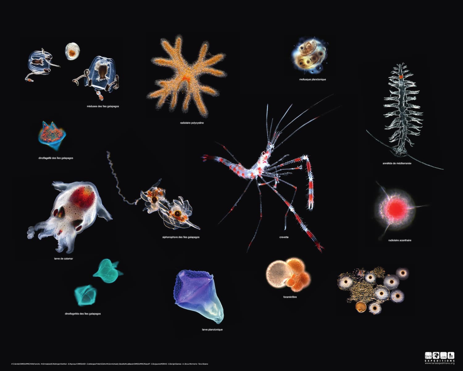 Photographie d’ensemble de l’écosystème planctonique lors de la mission Tara Oceans.