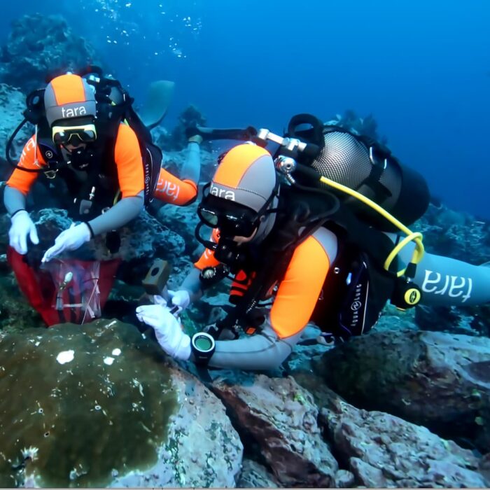 Deux chercheurs de la mission Tara Pacific analysent le corail en plongée sous-marine.