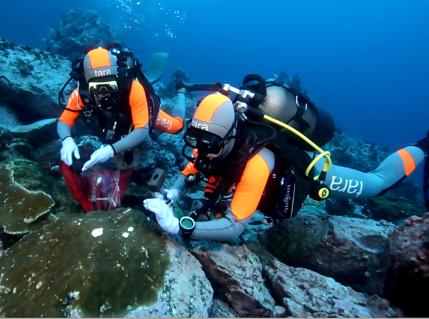 Deux chercheurs de la mission Tara Pacific analysent le corail en plongée sous-marine.
