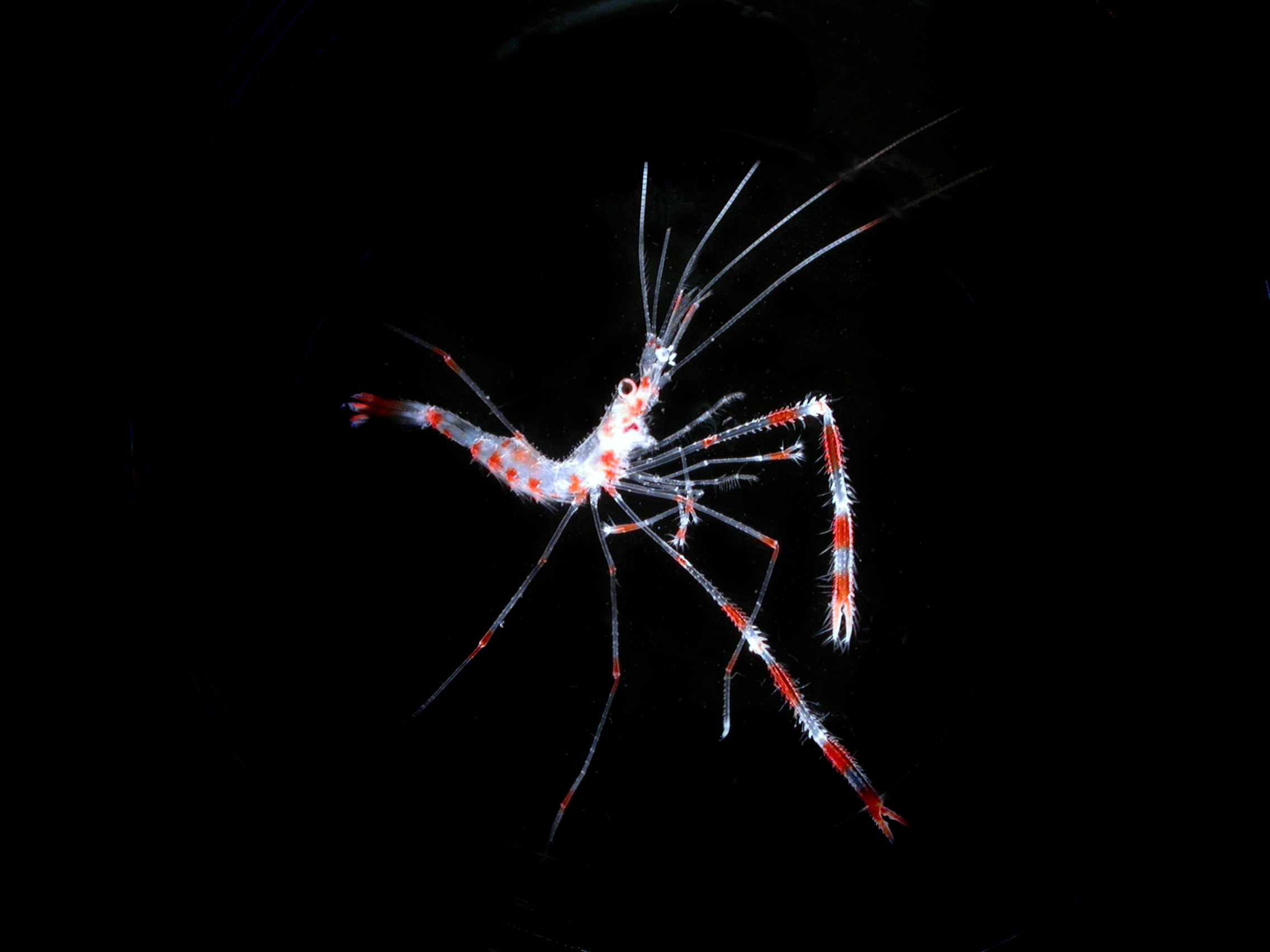 Œuvre de Cedric Guiguand : photographie d'une crevette - macroplancton