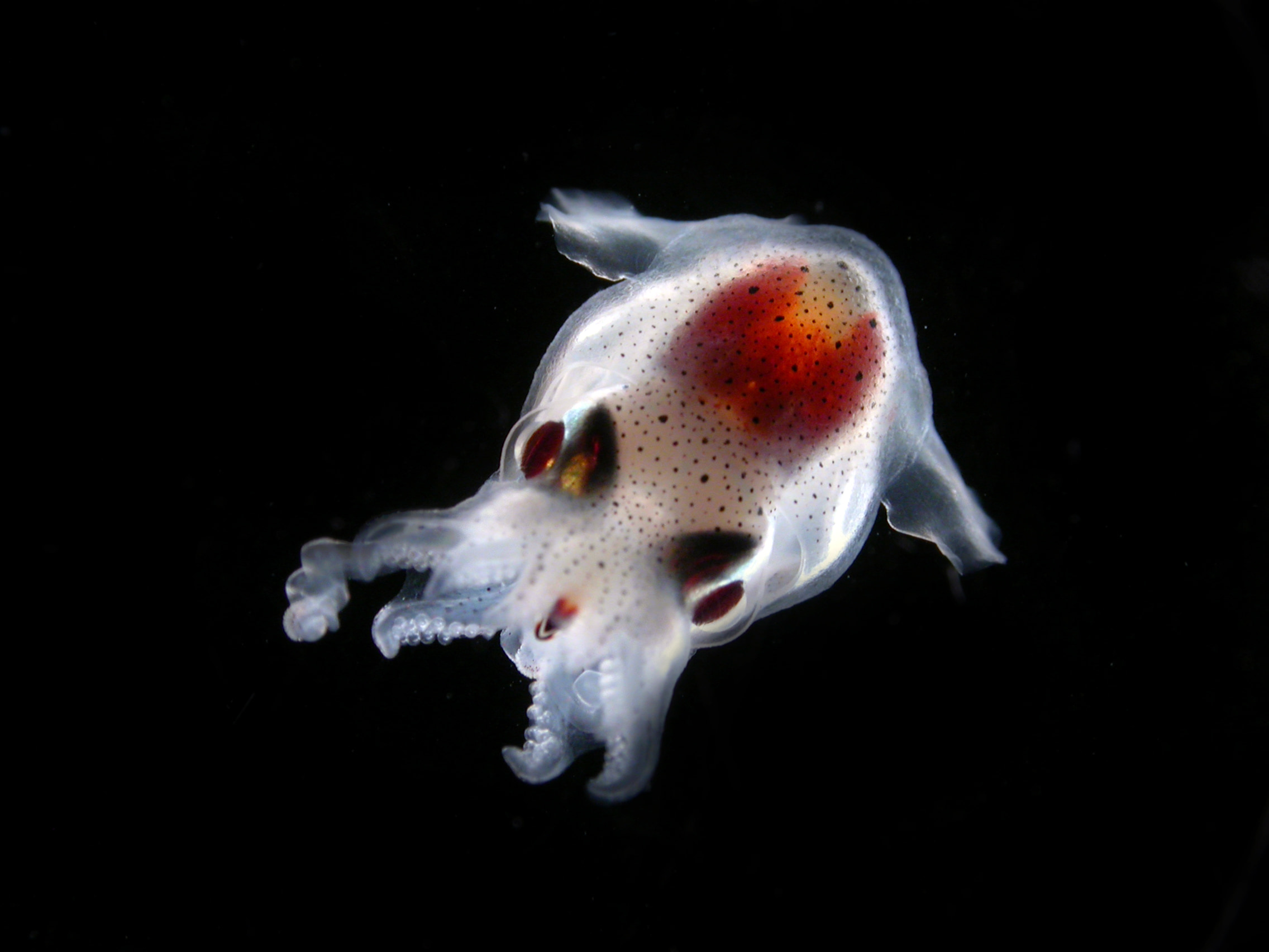 Œuvre de Cedric Guiguand : photographie d'une larve de mégaplancton - calmar