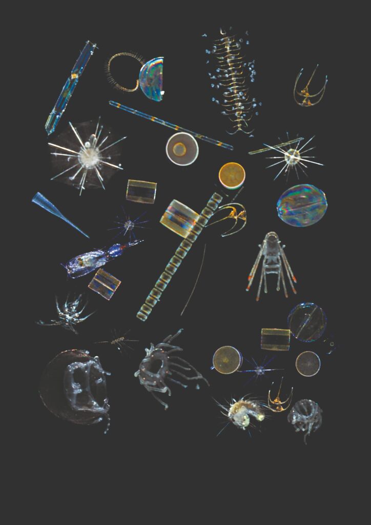 Œuvre de Christian Sardet : Chronique du plancton