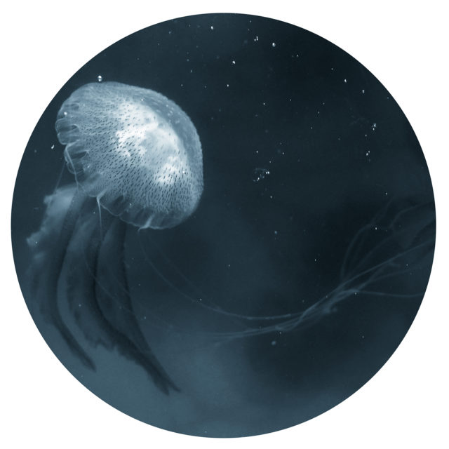 Œuvre de Lola Reboud : Méduse (zooplancton)