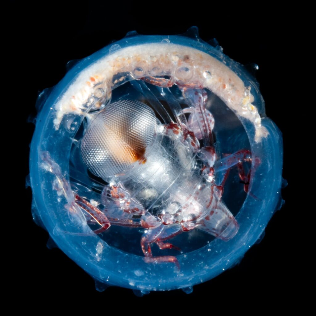 Œuvre de Mattias Ormestad : photographie d'organisme marin