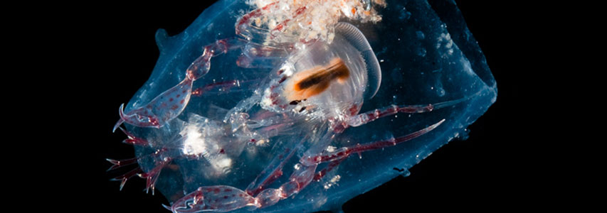 Plancton au microscope - documentaire tara oceans, le monde secret
