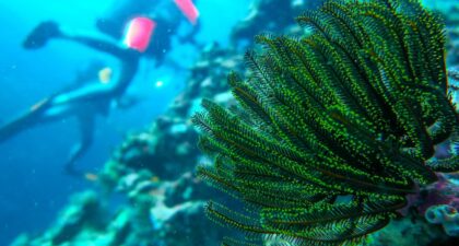 Photographie de coraux crinoïdes lors de la mission Tara Oceans
