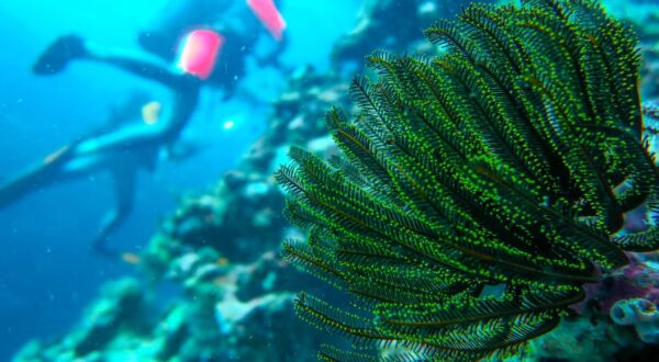 Photographie de coraux crinoïdes lors de la mission Tara Oceans