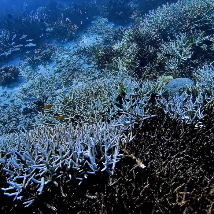 Blanchissement des coraux lors d'un phénomène d'acidification de l'Océan.