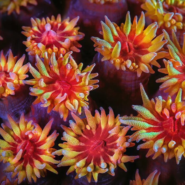 Photographie d'un récif corallien de tubastrea.
