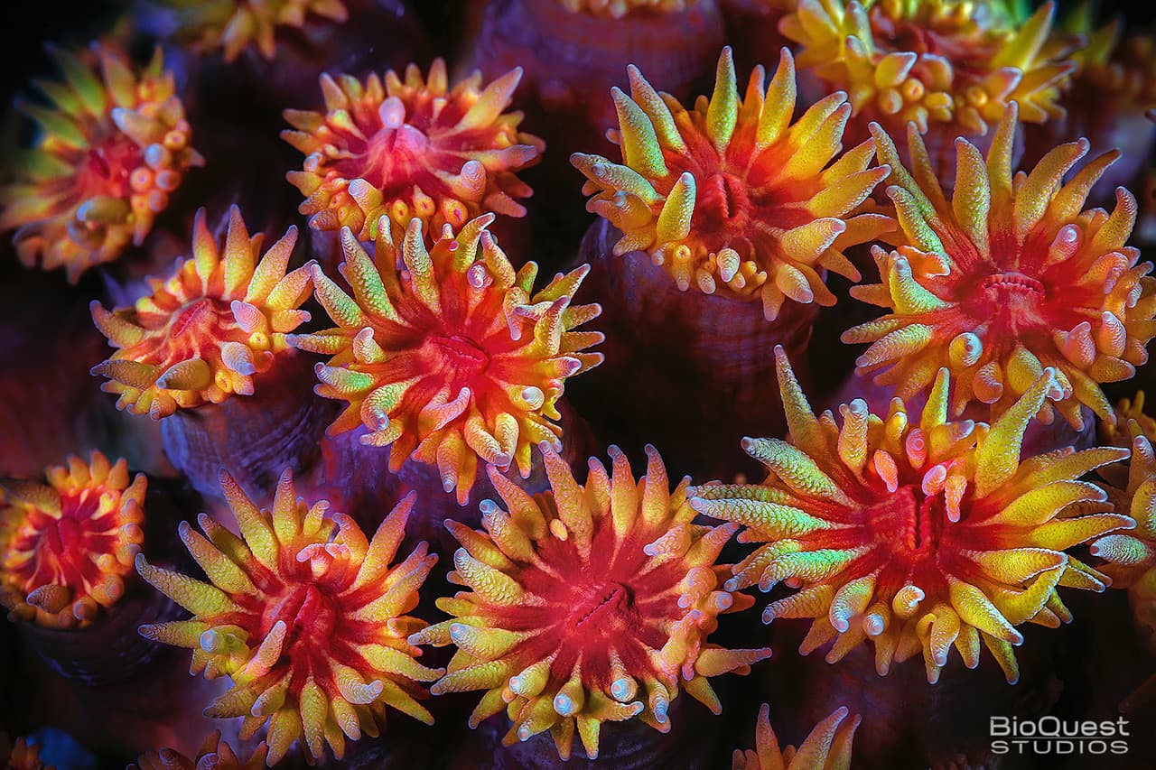 Photographie d'un récif corallien de tubastrea.