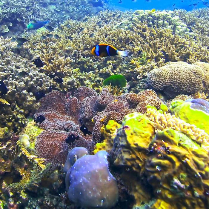 Photographie des fonds marins et des coraux lors de l'expédition Tara Pacific.
