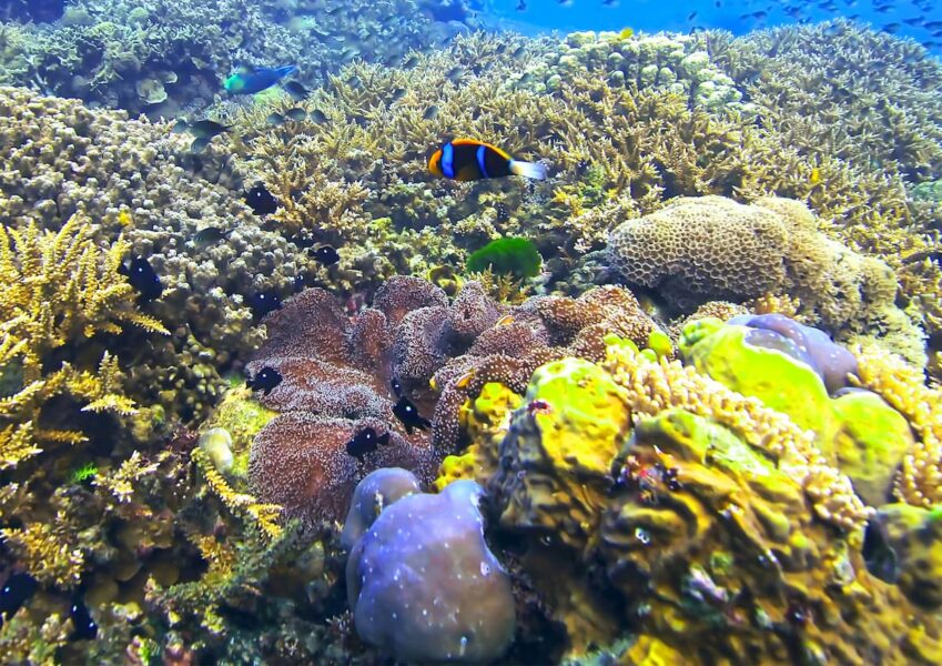 Découvrir La Diversité Du Corail Et Sa Capacité D'adaptation Au ...