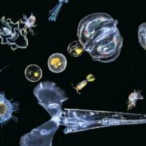 Analysis of plankton DNA