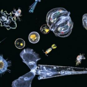 Plancton vue microscopie expédition Tara Océan