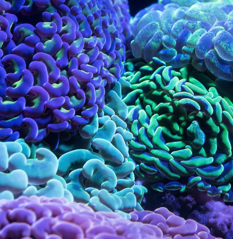 Récifs coralliens sous une lumière luminescente