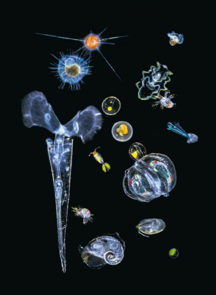 Photographie de microorganismes marins - Le plancton