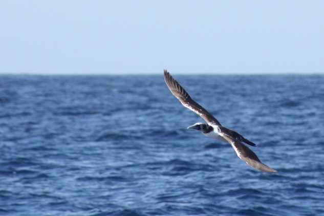 Un oiseau volant au dessus de l'Océan