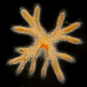 Radiolaire : plancton marin