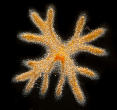 Radiolaire : plancton marin