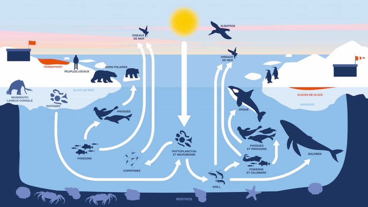 Représentation schématique de la chaîne trophique au pôle Nord à gauche et au pôle Sud