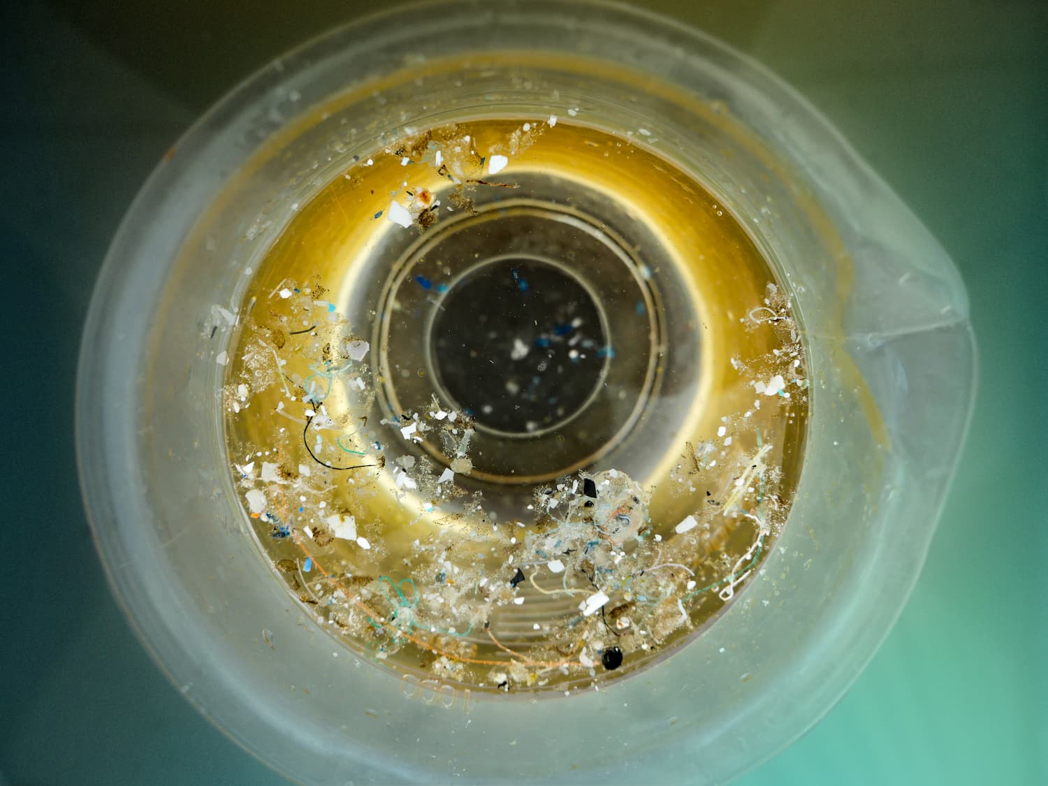 Echantillon au microscope : plancton et microplastiques