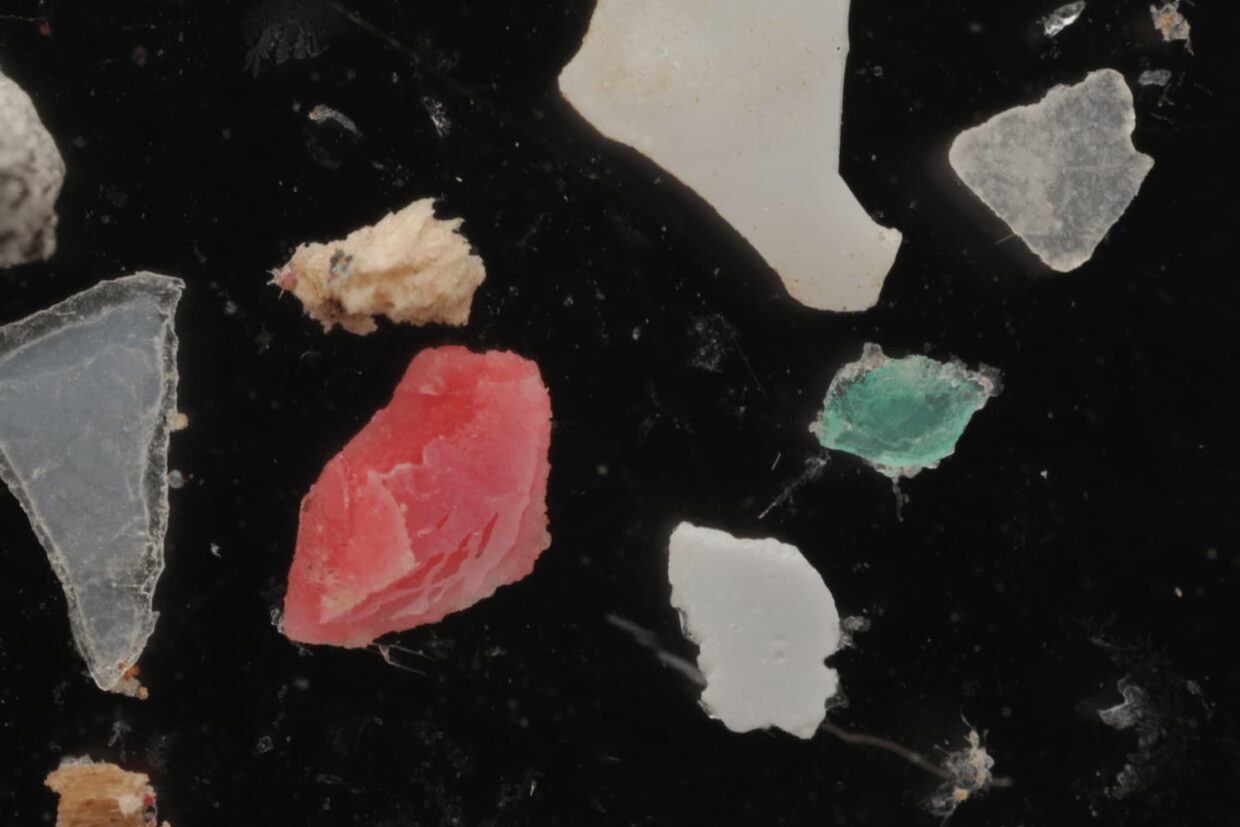 Des fragments de micro-plastique prélevés en Méditerranée