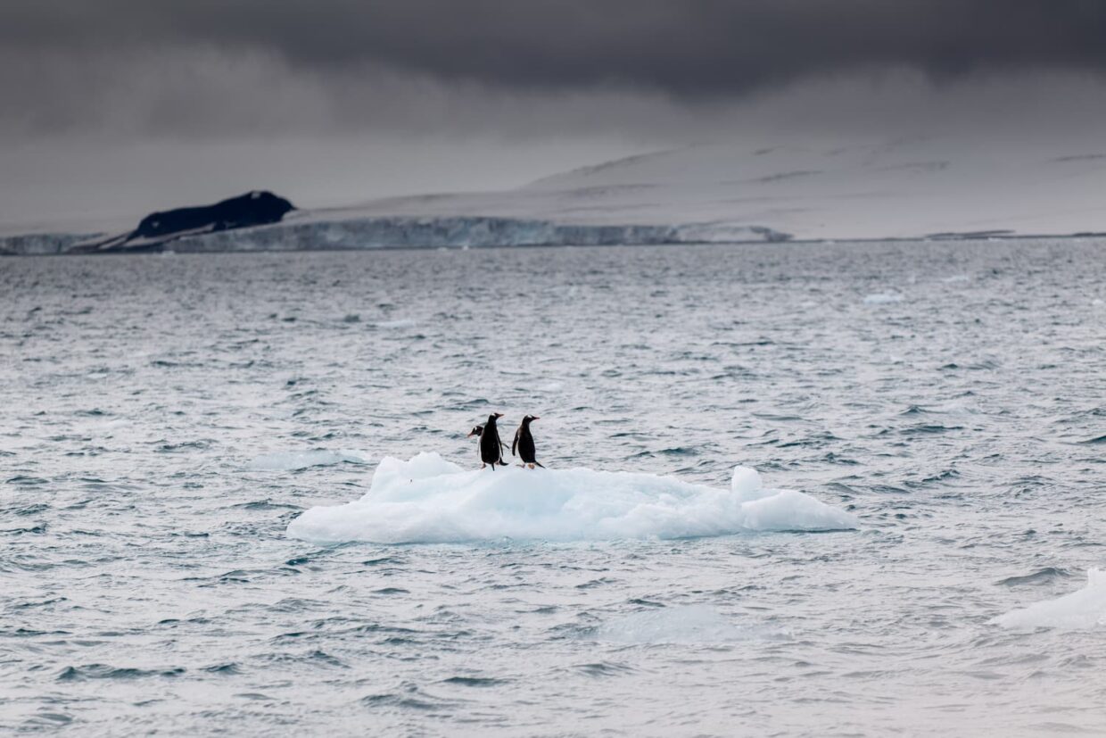 Manchots sur un iceberg en Antarctique