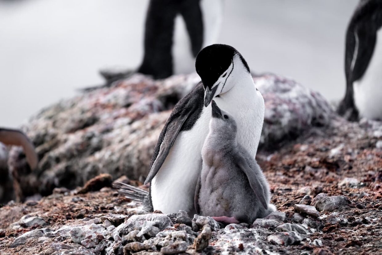 Manchot à jugulaire et son petit en Antarctique