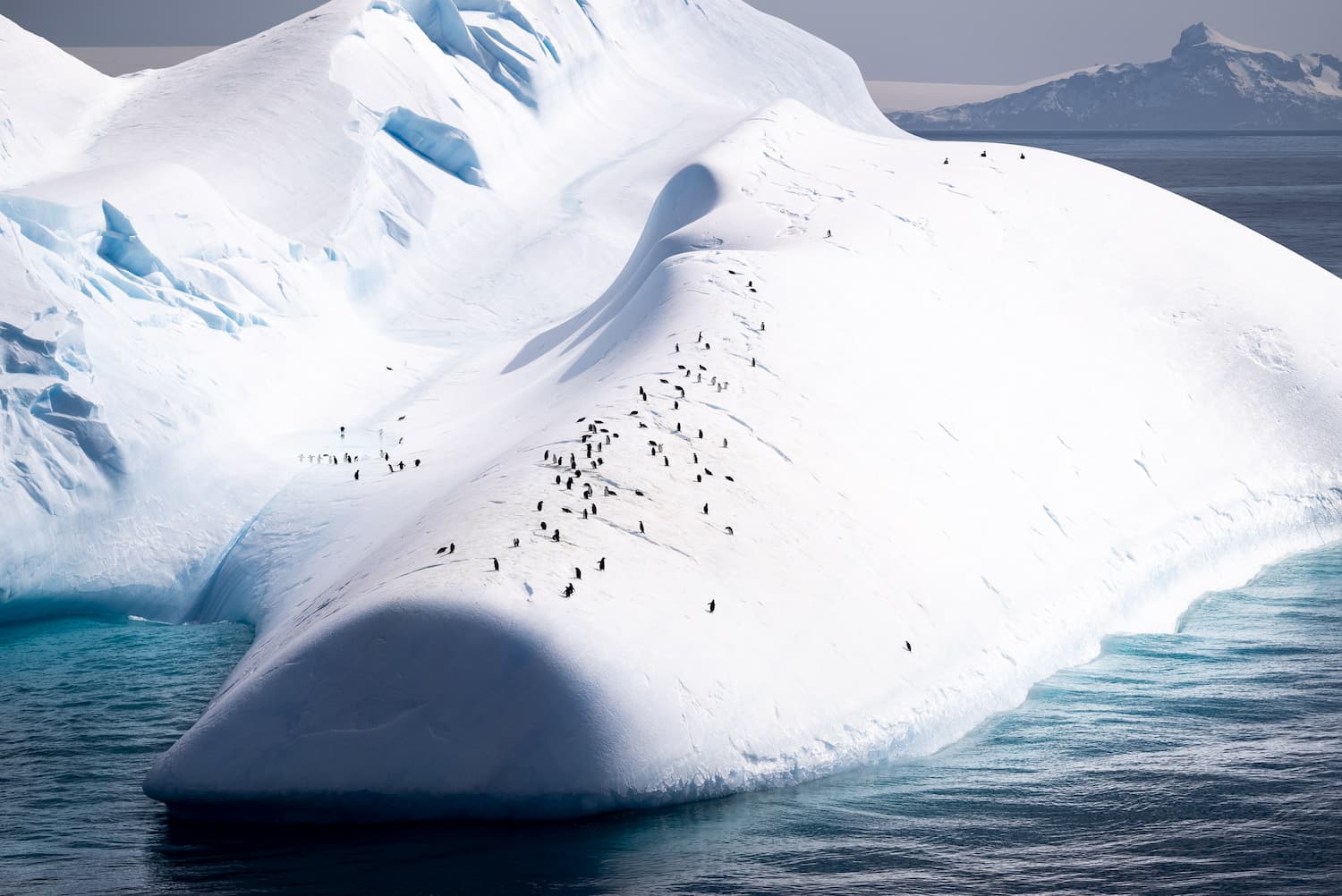 Colonie de manchots en Antarctique