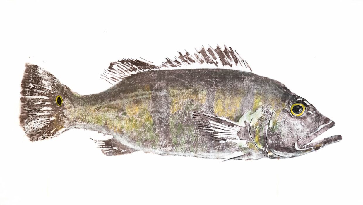 Œuvre de François Aurat : Gyotaku, poisson amazonien (2021)