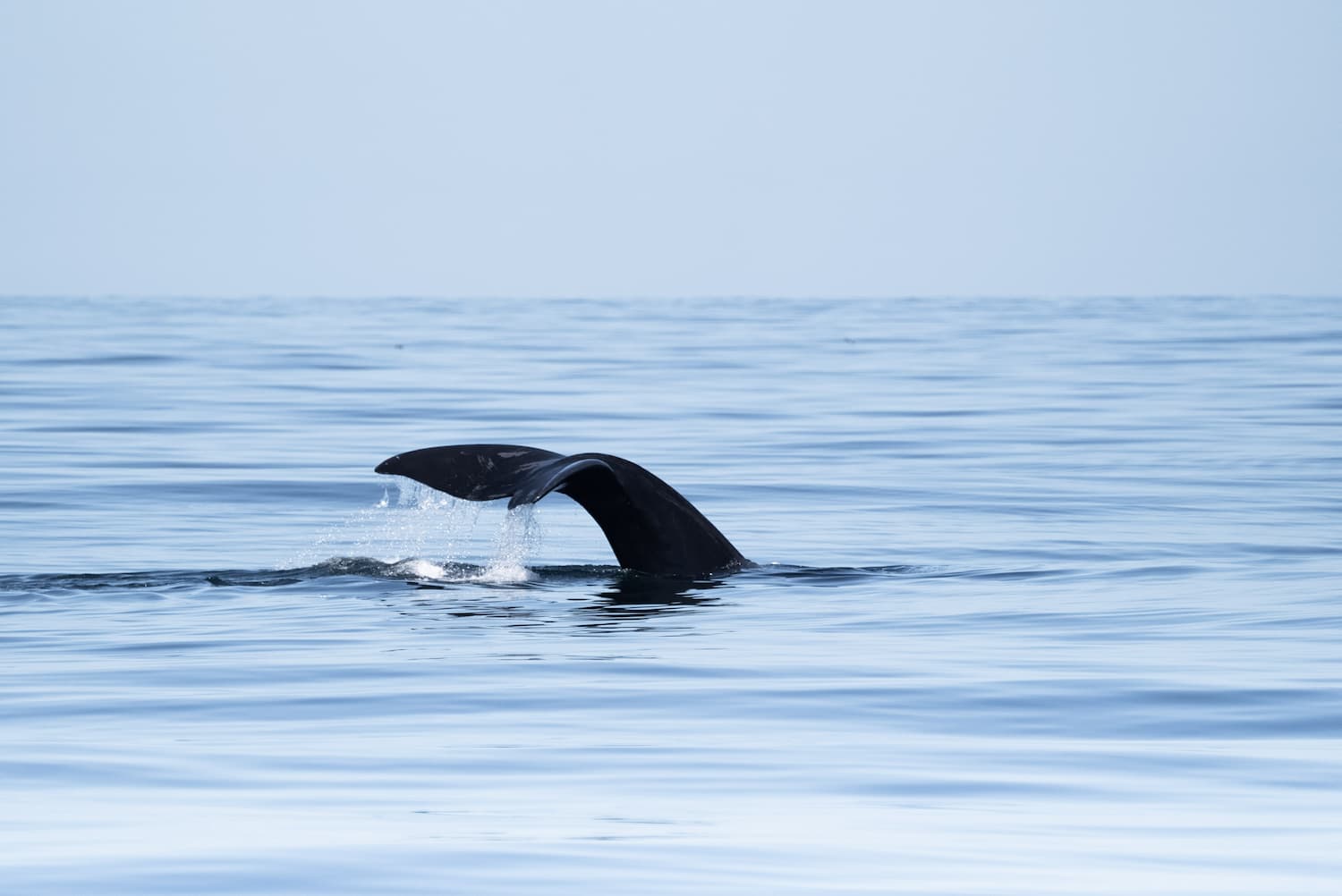 Nageoire caudale de baleine