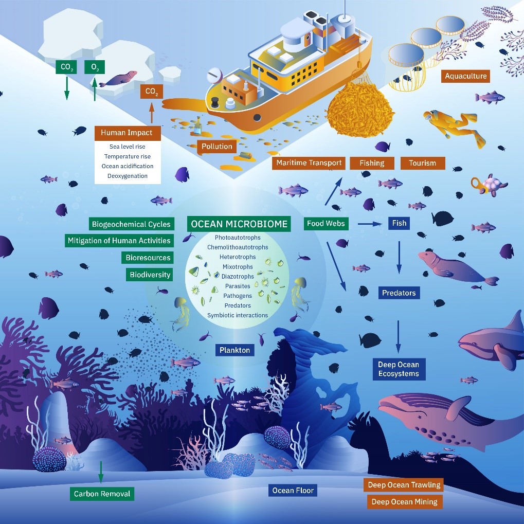 Schéma du microbiome marin
