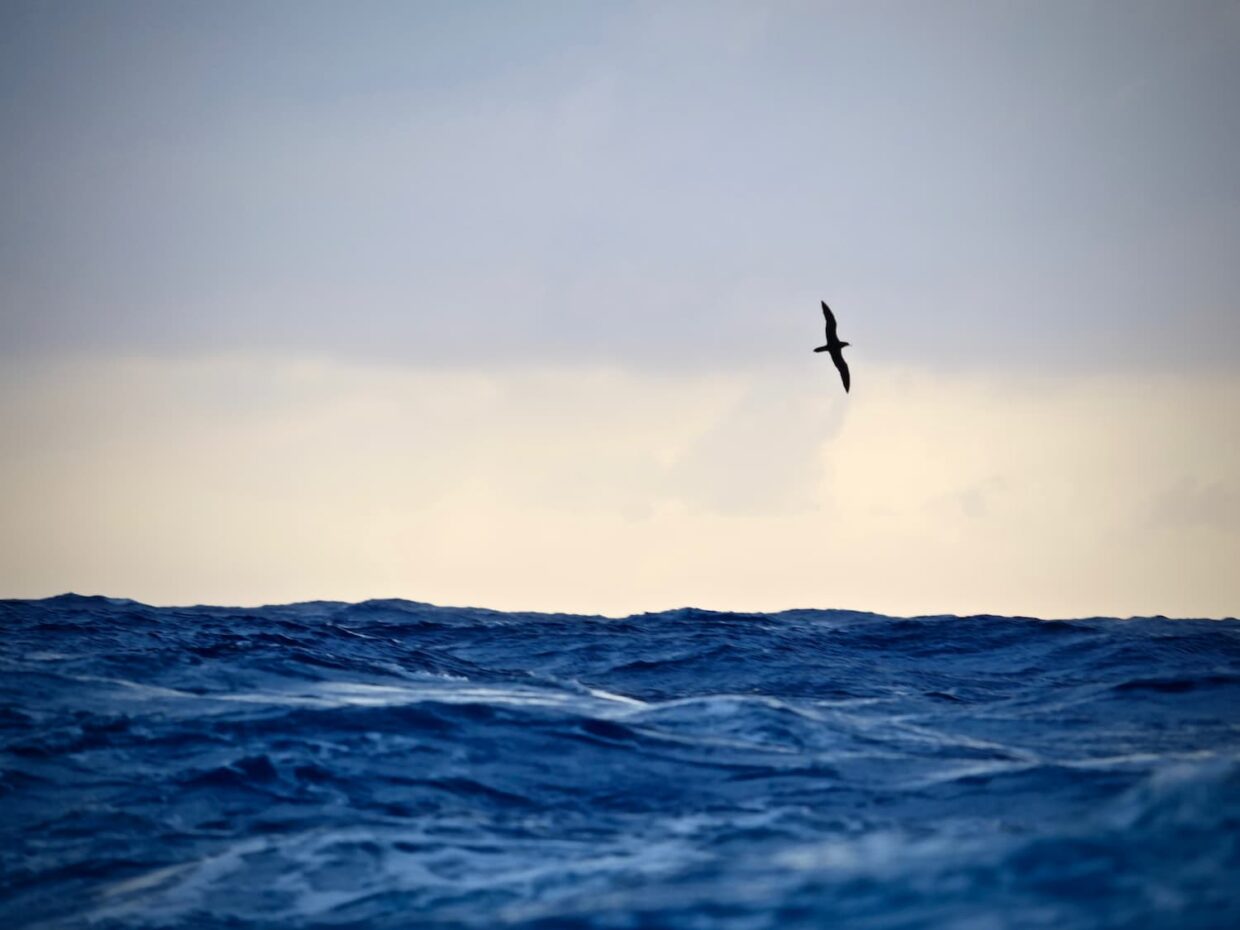 Un oiseau marin pêche au large
