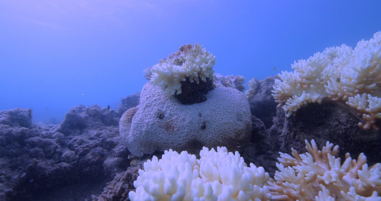 Coraux blanchis sur la Grande Barrière de corail