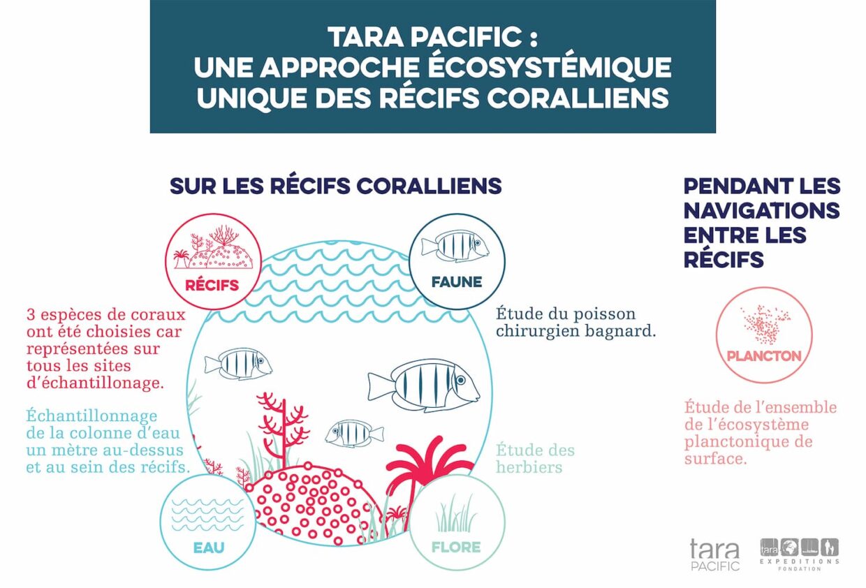 Infographie : une approche unique pour l'étude des récifs coralliens