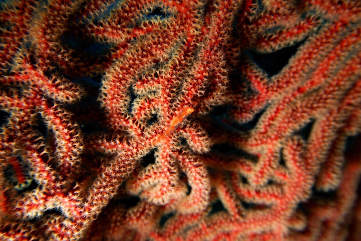 Poisson dissimulé sur les polypes du corail