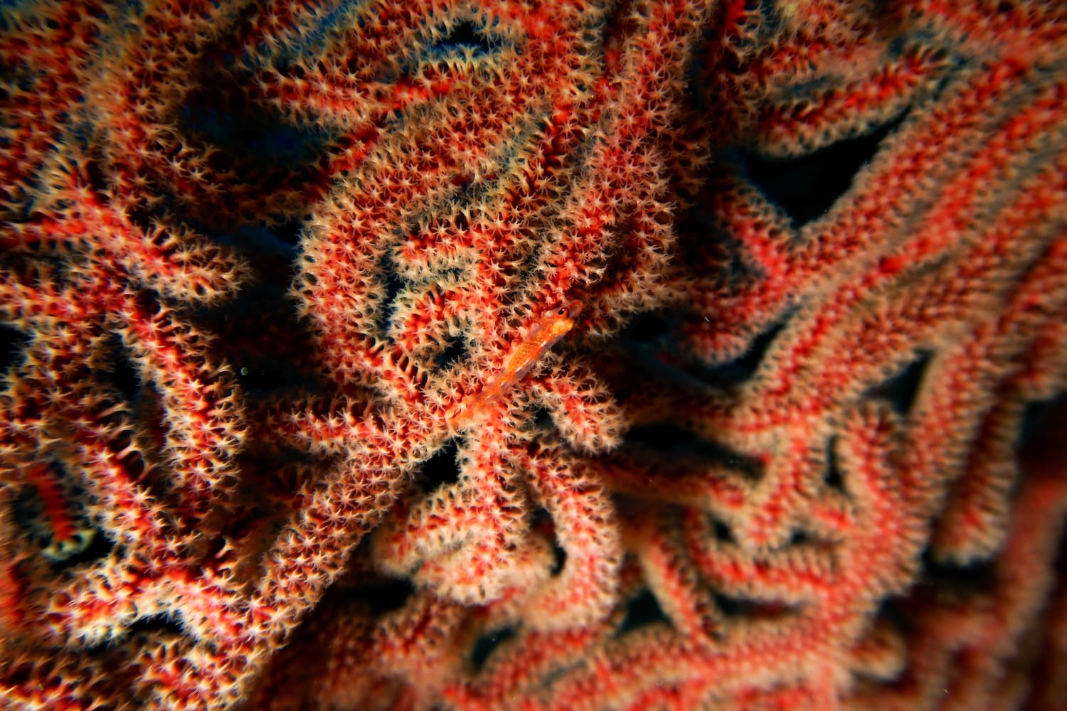 Poisson dissimulé sur les polypes du corail