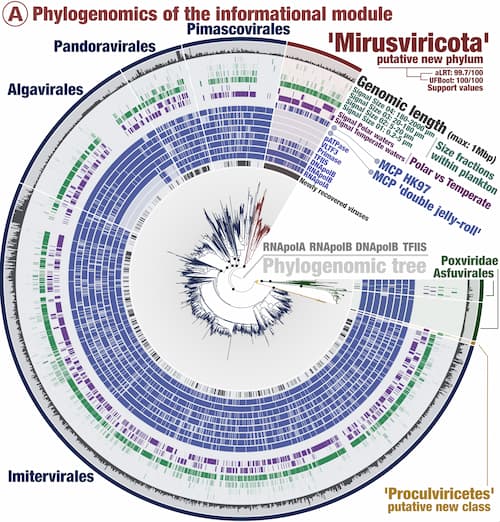 Shéma arbre phylogénétique - Mirusvirus