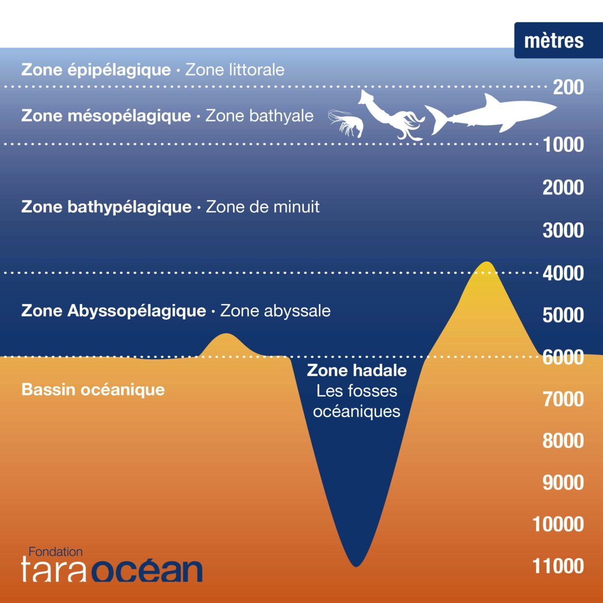 Schématisation des zones océaniques