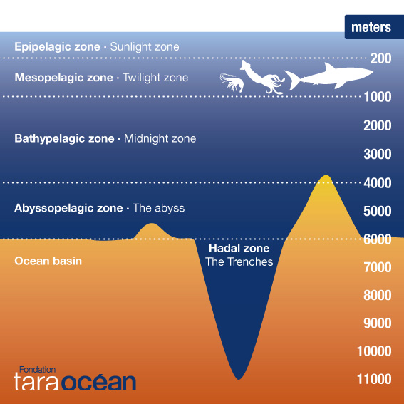 Diagram of oceanic zones