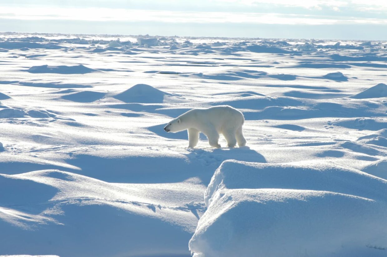 Ours sur la banquise, Tara Arctic