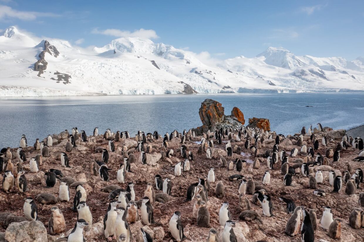 Colonie de manchots jugulaires Antarctique