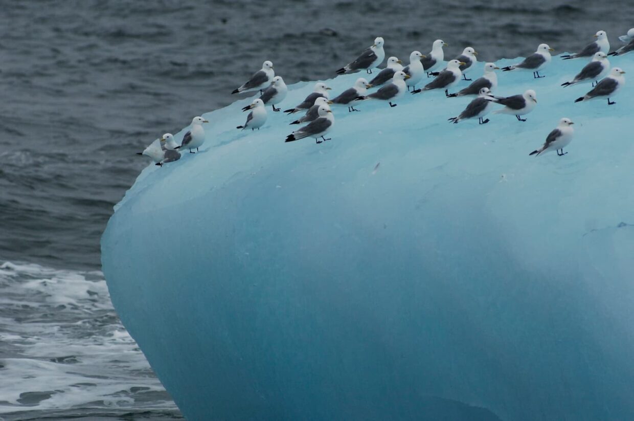 Oiseaux migrateurs