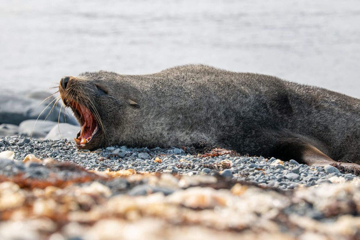 Otarie à fourrure sur la plage de King George Island