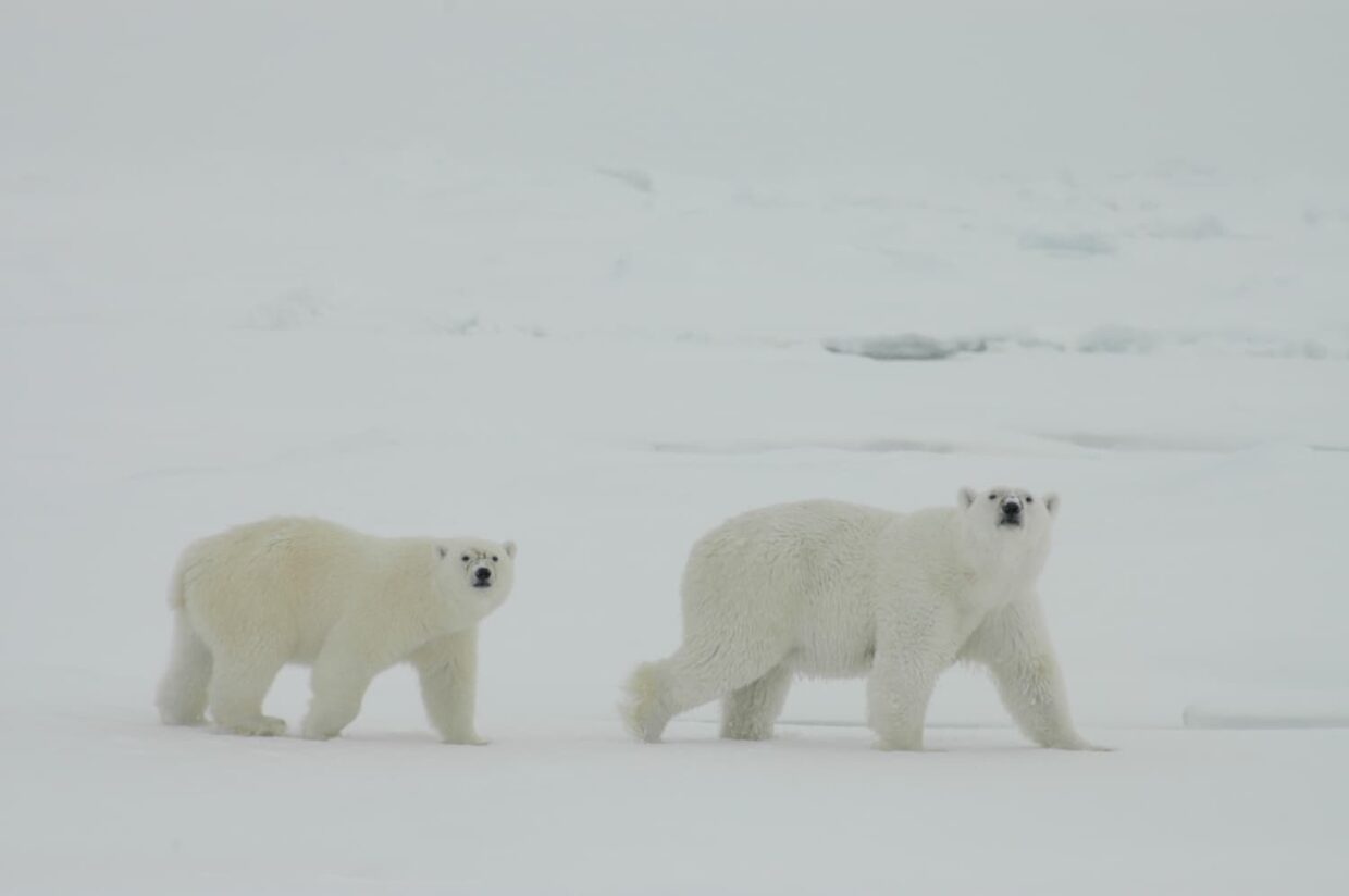 Ours polaires