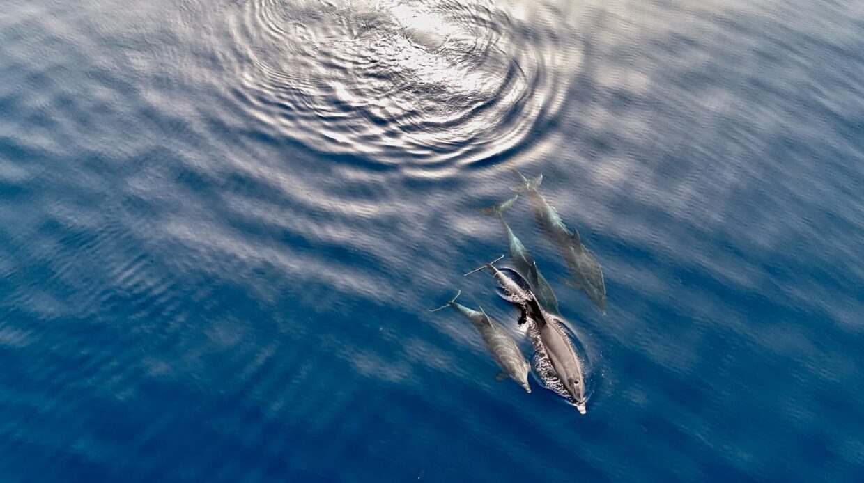 Dauphins dans la mer Méditerranée