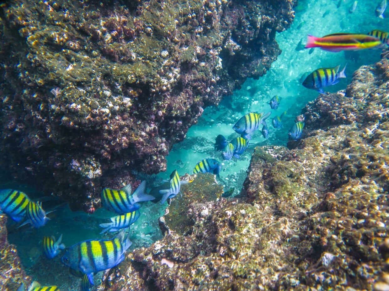 Un poissons sergent major