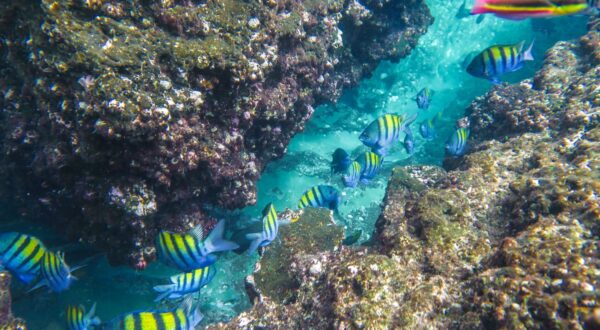 Un poissons sergent major