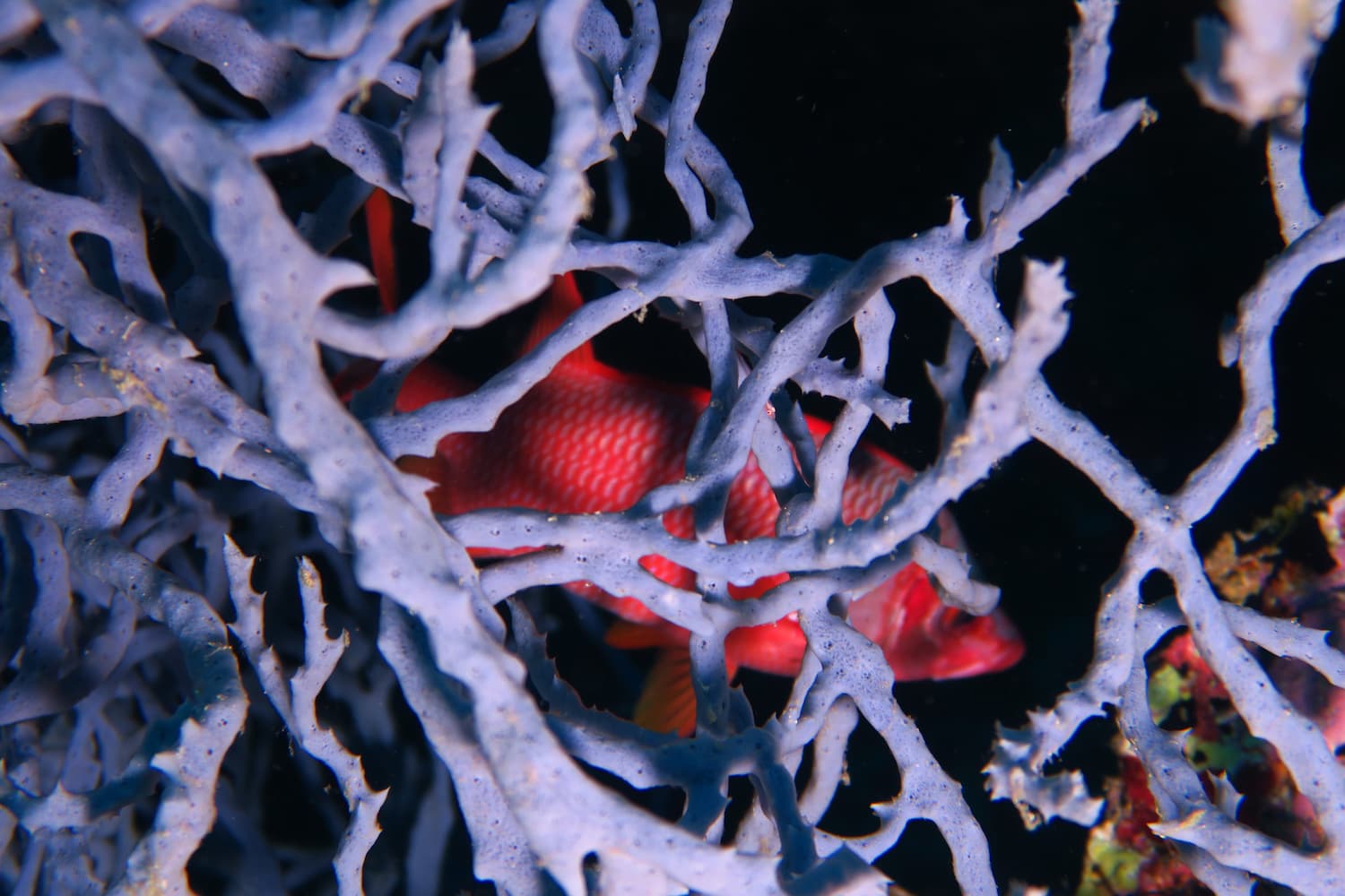 How does the Ocean influence our planet's climate?